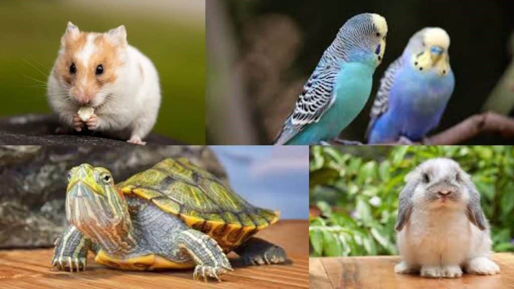 Las verdades y mentiras alrededor de la Ley de Bienestar Animal