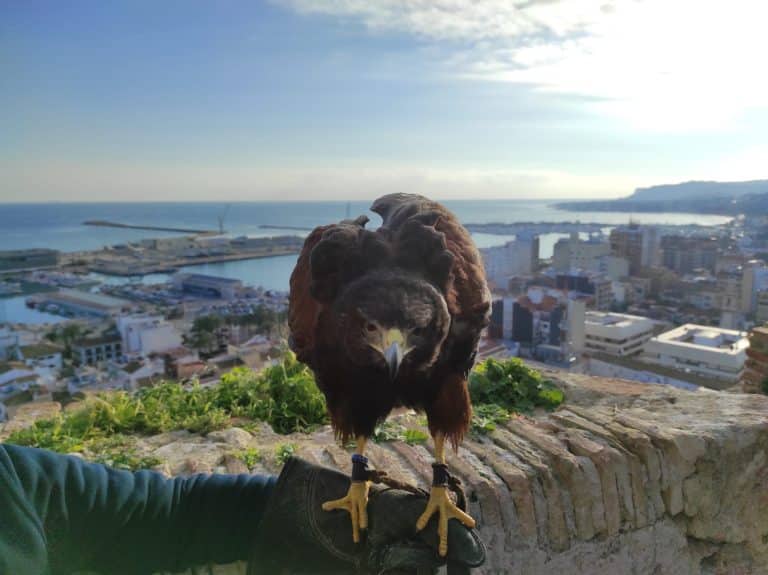 La cetrería, una estrategia sostenible de Lokímica para controlar la población de aves en las ciudades