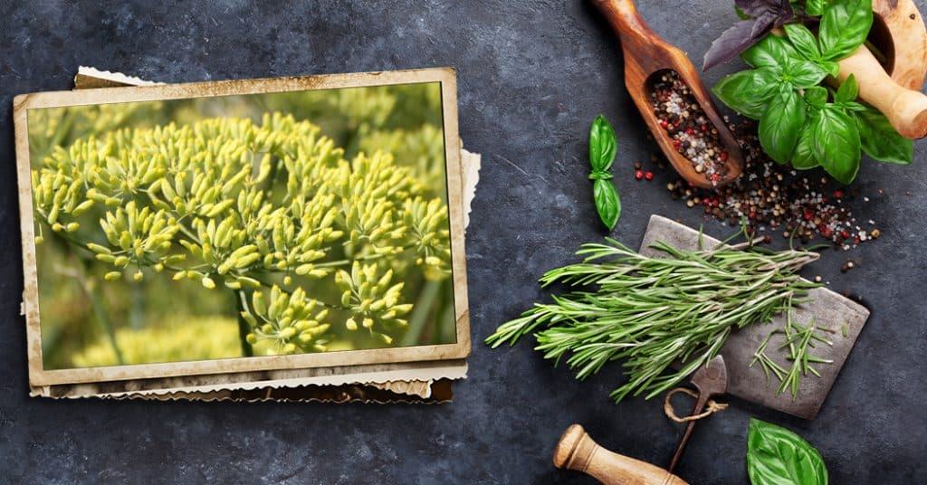 Evita la flatulencia que causa los alimentos