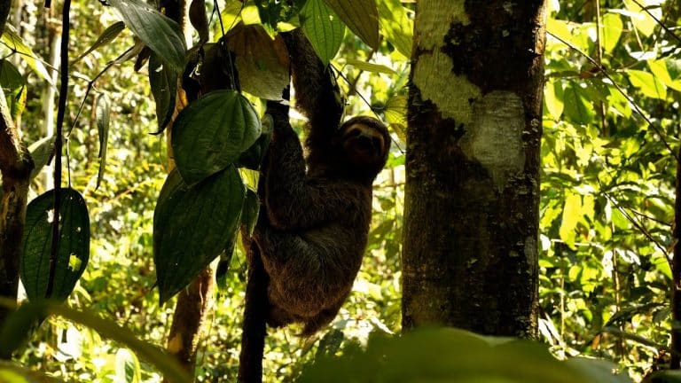 ¿Por qué los perezosos son tan lentos?.