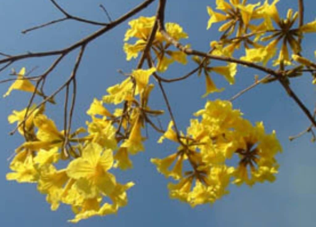 Los antibióticos naturales para evitar la sobremedicación