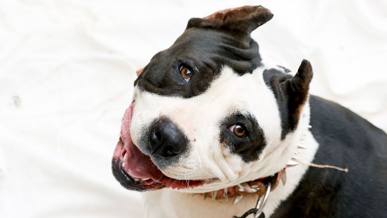 Estas son las razas de perros prohibidas y que no debes tener en casa