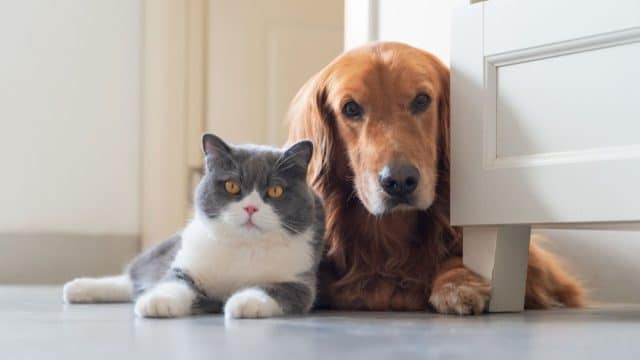 El Gobierno descarta modificar la Ley de Bienestar Animal para regular las urgencias veterinarias