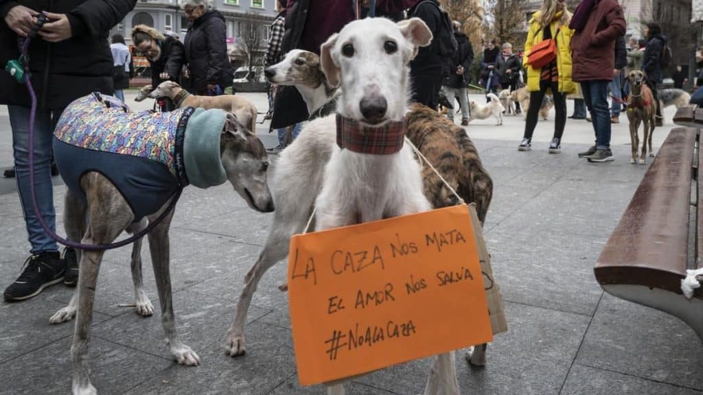 ¿Y qué pasa con los perros de caza?
