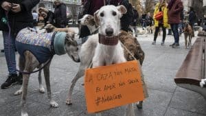 ¿Y qué pasa con los perros de caza?
