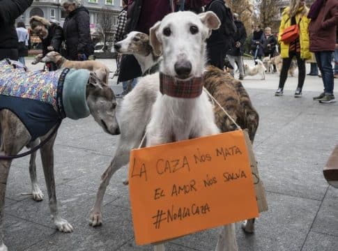 Y qué pasa con los perros de caza ¿Y qué pasa con los perros de caza?