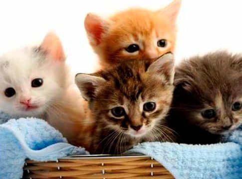 Tus muebles corren peligro de muerte