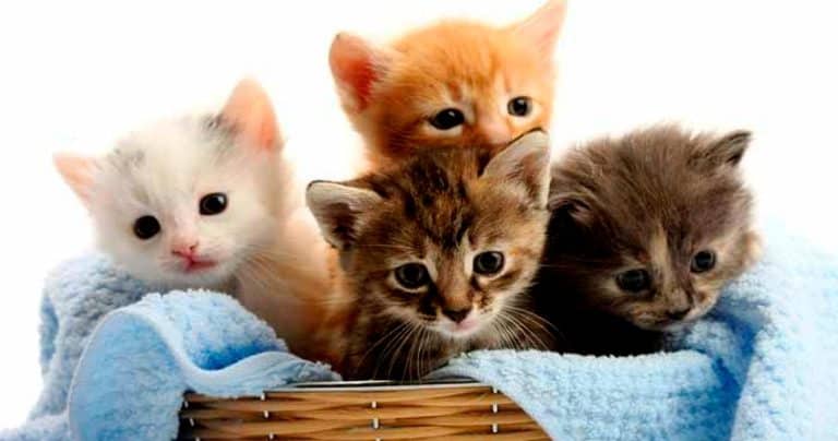 Decenas de gatos fueron abandonados en el desierto de Abu Dhabi. ¡Conoce qué sucedió!