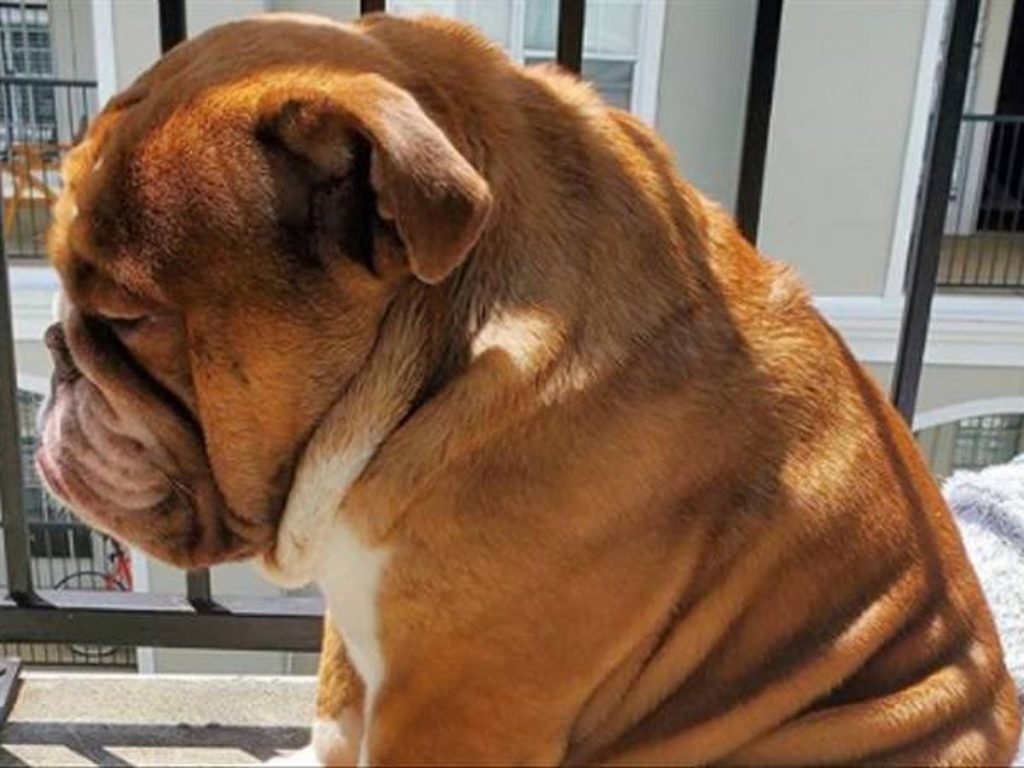 Así es cómo tu perro te está pidiendo ayuda y no te das cuenta 66 No es normal que estén tan enojados