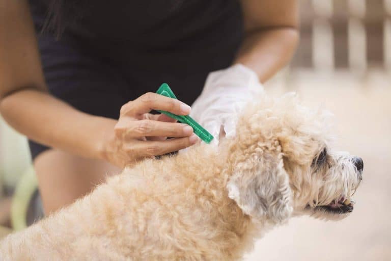 La tienda Productos Antiplagas brinda pipetas para perros y trampas para ratas