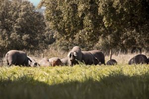 ¿Dónde encontrar uno de los jamones más premiados del mundo? BEHER de Bernardo Hernández