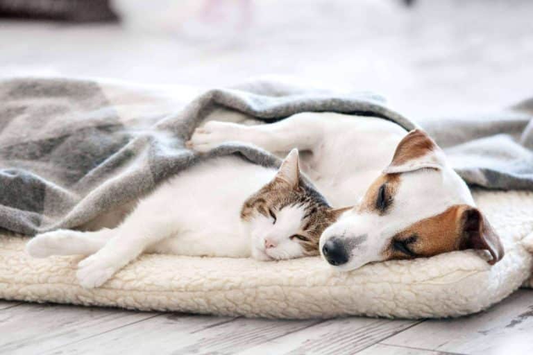 El e-commerce ParaPerrosyGatos es transparente, justo y honesto para perros y gatos (y sus dueños)