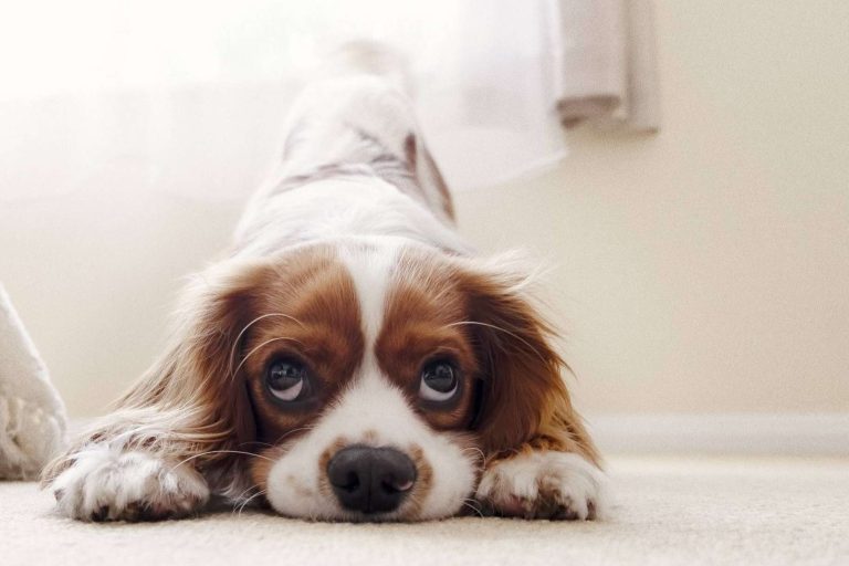 Emprender un negocio propio con 'Bécate' de El Perro Feliz, el cual ofrece 6 becas de 7.500 €