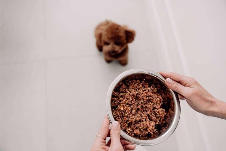 Las diferencias entre la dieta BARF vs comida natural para perros cocinada, por Dogfy Diet