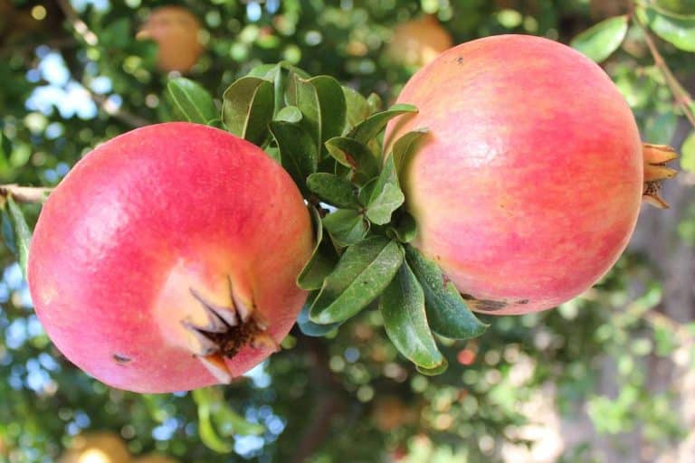 La concentración en una cápsula de los compuestos bioactivos presentes en hasta 50 litros de zumo