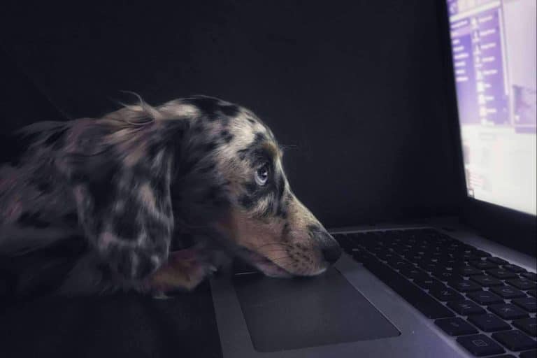 ¿Qué es y cómo prevenir la filariosis canina? Asociación Española de Perros de Apoyo