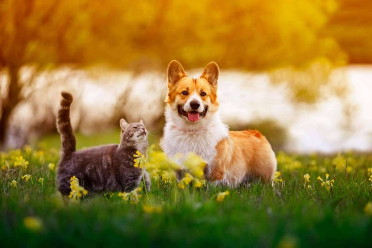 Aboganimal explica cómo convertirse en un referente de la protección animal