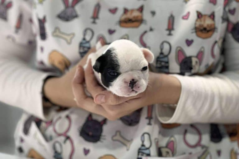 La importancia del cuidado de la salud de las mascotas con Hospital Veterinario El Bosque ante la llegada de un nuevo miembro a la familia