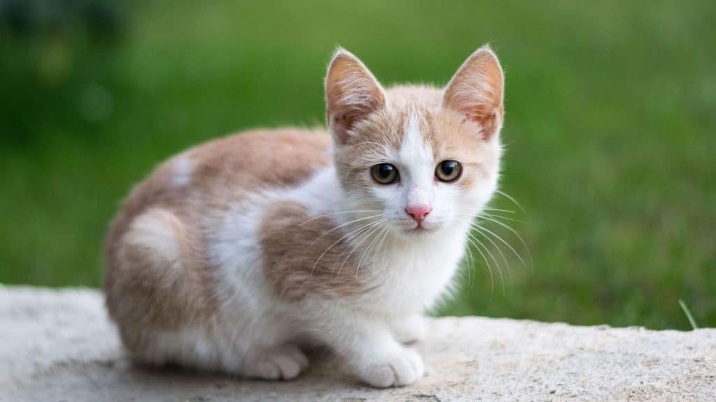 Los motivos por los que no deberías tener un gato en casa 70 Alimentos para tu gato