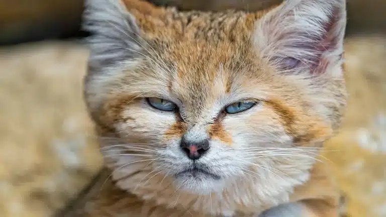 El curioso gato árabe de arena.