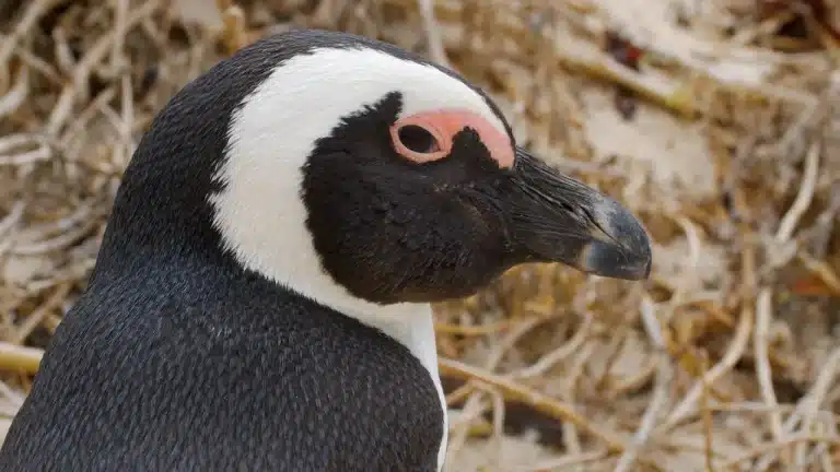 La Guardia Real de noruega tiene un caballero pingüino.
