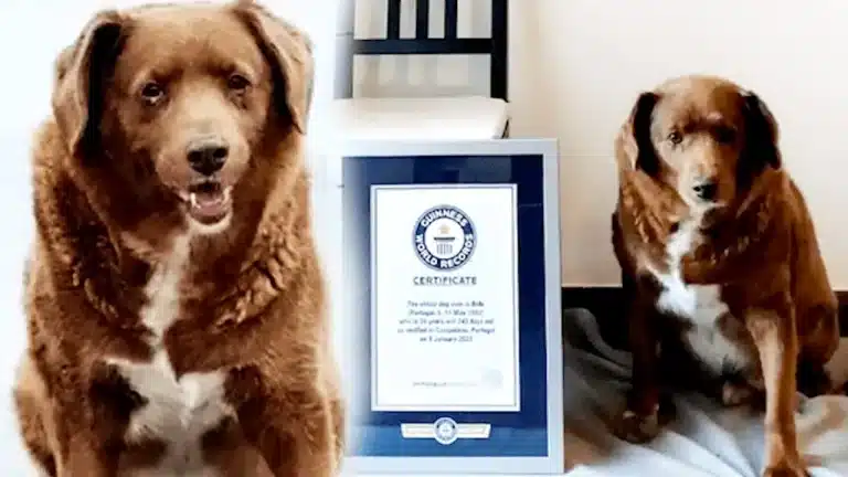 El perro más longevo del mundo