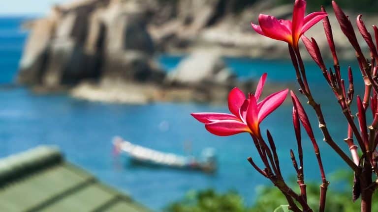 Hawai y su significado de la flor en la oreja.