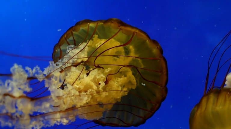 Orinar sobre la picadura de una medusa: ¿mito o realidad?