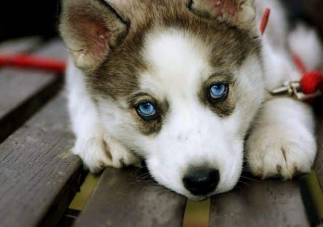 Así es cómo tu perro te está pidiendo ayuda y no te das cuenta