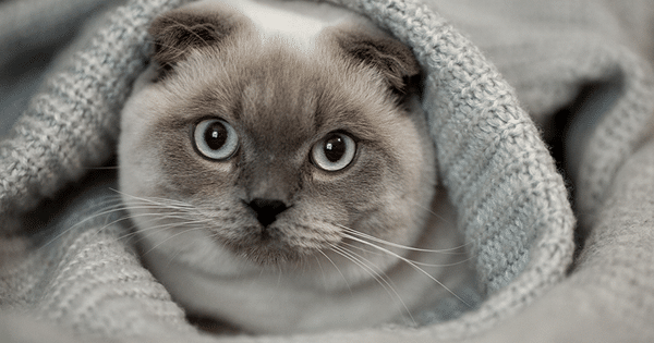 ¿Por qué no adoptar un gato?