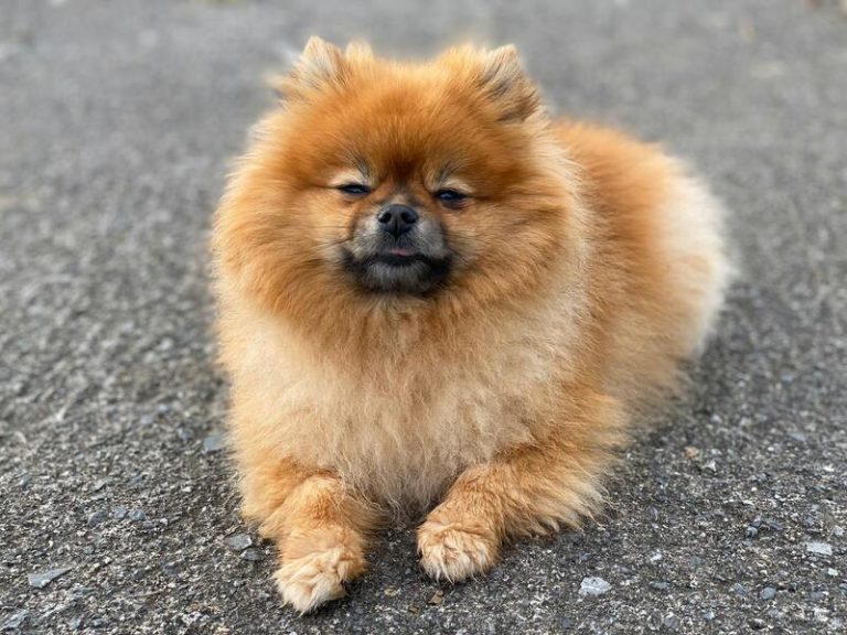 El Congreso aprobará definitivamente este jueves la Ley de Bienestar Animal, que excluye a los perros de caza