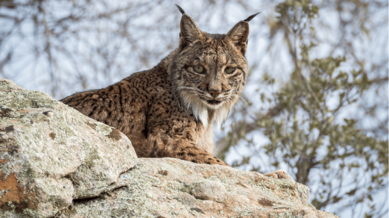 Encuentran en Málaga el cadáver de un lince ibérico que había sido reintroducido en 2023 en Murcia