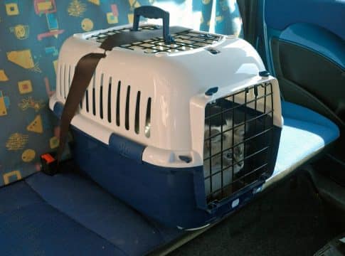 Asi-debes-viajar-con-tu-gato-para-que-la-DGT-no-te-multe-4