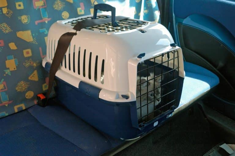 Viajar con un gato en coche este verano: consejos veterinarios para reducir el estrés