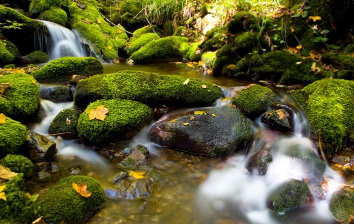 Asturias en primer lugar, con el bosque Muniellos