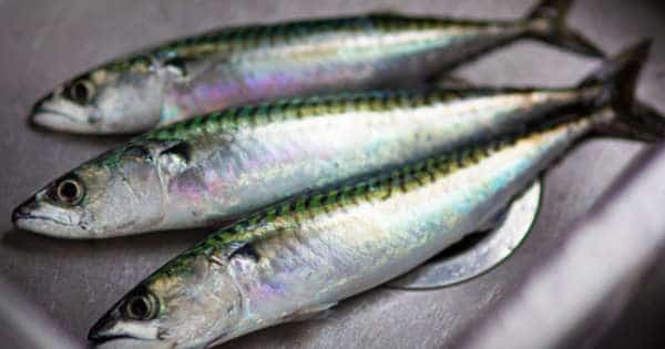 Boquerones en vinagre: el truco infalible para que queden perfectos en casa 105 Modo de preparación de los boquerones en vinagre