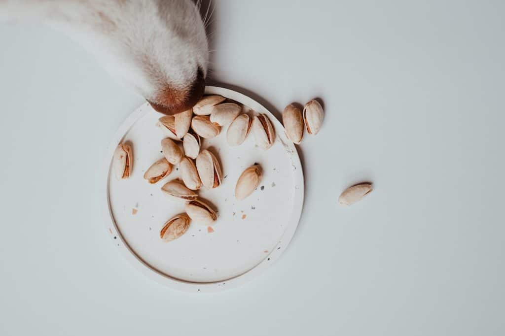 Esto le sucede a tu cuerpo si comes pistachos todos los días 79 Es bueno para la salud intestinal