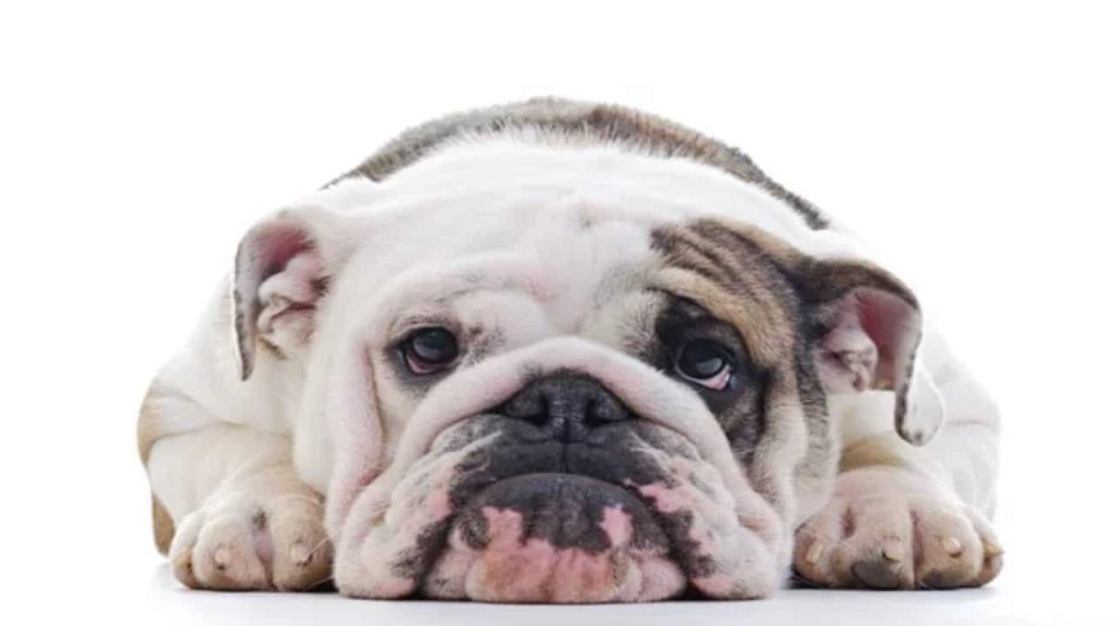 ¿Por qué tu perro se te queda mirando de forma fija a los ojos?