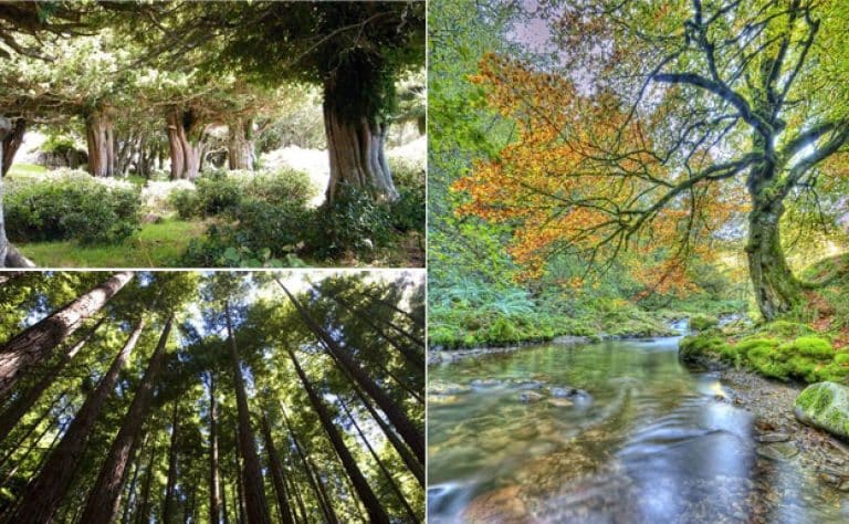 Estos son los bosques más impresionantes de España que parecen de cuento Disney
