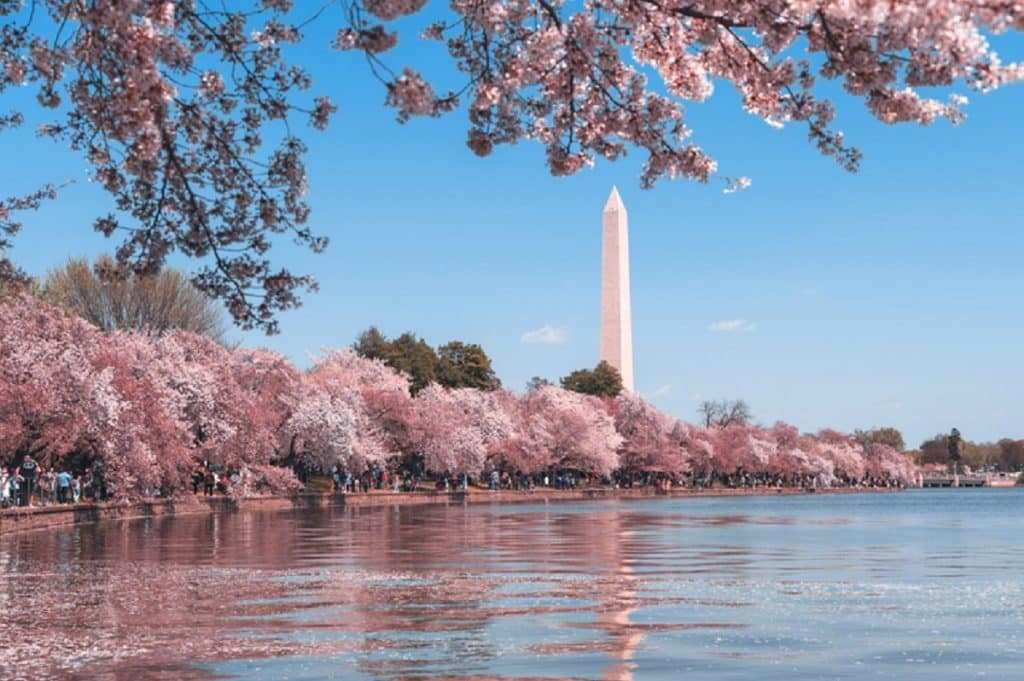 Los lugares más sorprendentes para una escapada estadounidense asequible 1 Foto por Andy He – Unsplash WASHINGTON EN PRIMAVERA