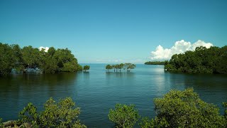Los manglares como pieza clave para salvar el planeta