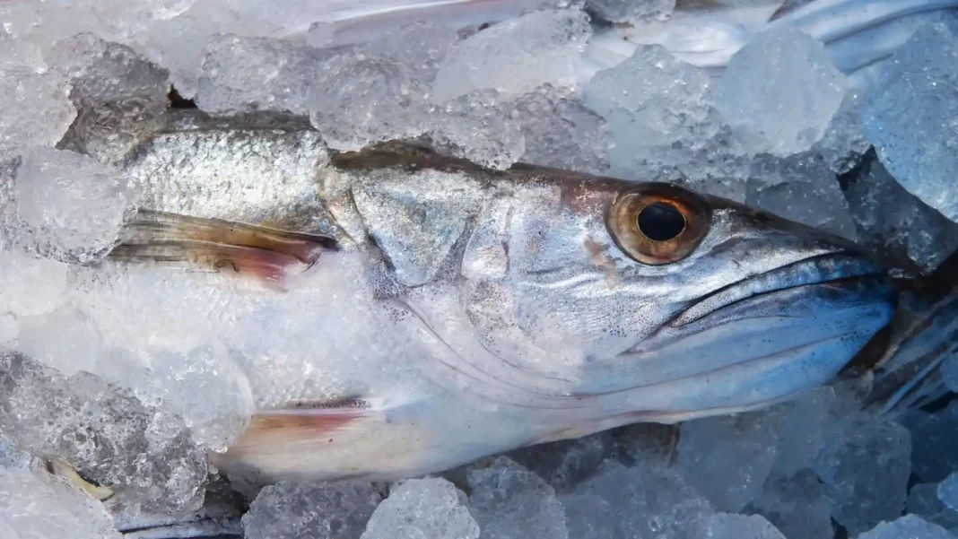 Contra la inflación: los pescados más baratos, ricos y nutritivos para recetas de diez