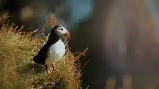 Los pájaros sienten el peligro en el pico