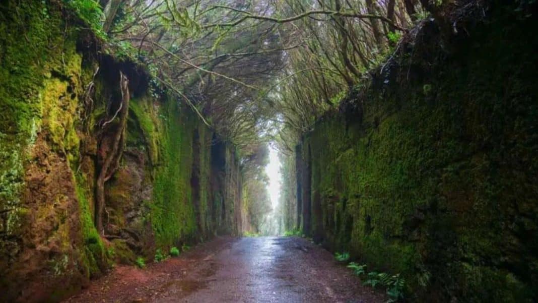 Sendero del Bosque Encantado de Tenerife