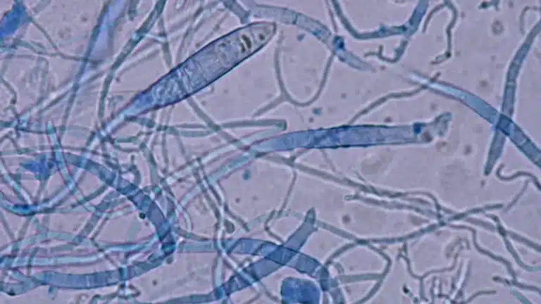 Bautizan una bacteria en honor a Keanu Reeves