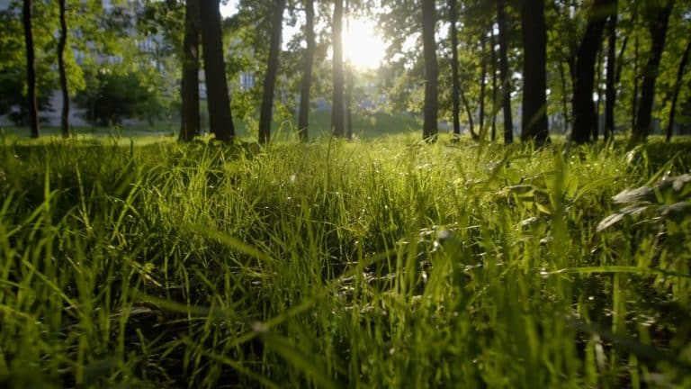 ¿Por qué huele así el césped cortado?
