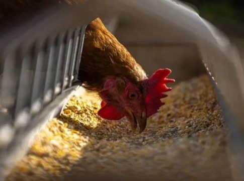 Ciencia alerta gripe aviar Ciencia alerta gripe aviar