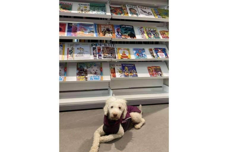 L'Almozara Can Bosc y su nuevo curso de educación canina entre semana a partir del lunes 13 de marzo