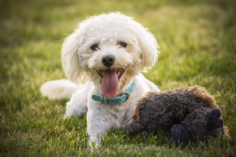 La lealtad y felicidad de los cachorros de Bichón Maltés, por El Mundo del Cachorro