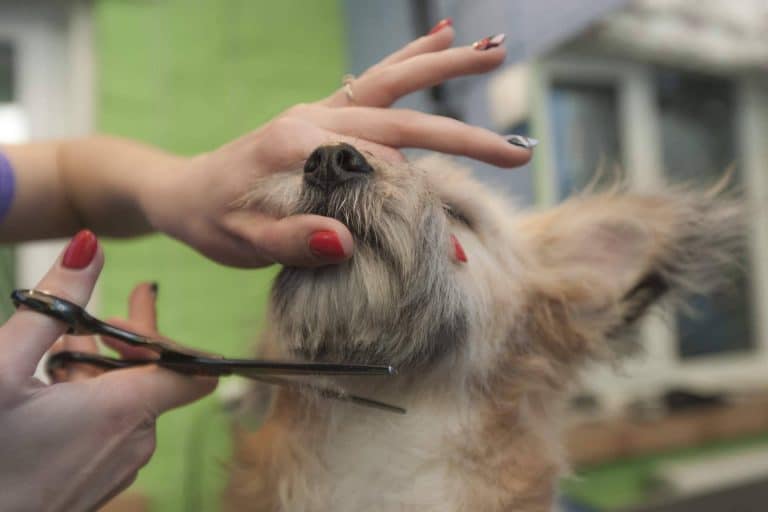 Perrukings ofrece en Madrid servicios profesionales de peluquería canina a domicilio